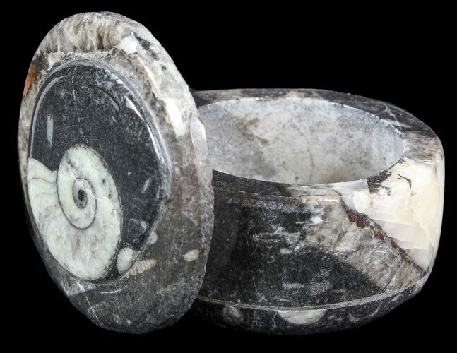 Small Fossil Goniatite Jar (Black) - Stoneware #48721